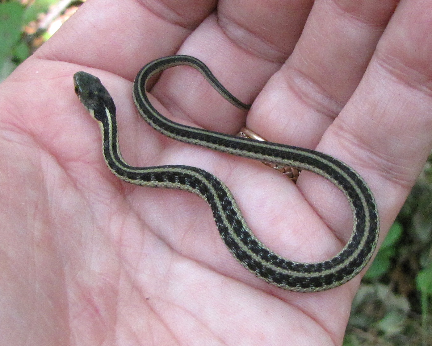 Baby Garter Snake